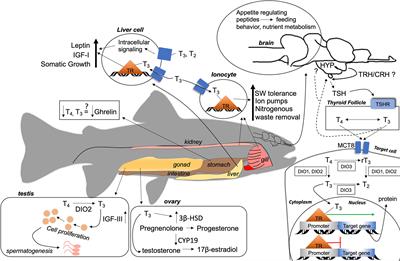 The Role of the Thyroid Axis in Fish